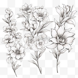 白色山茶花手绘图片_一套五个手绘的白色花束