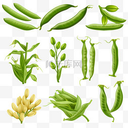 豆类背景图片_绿豆的生命周期