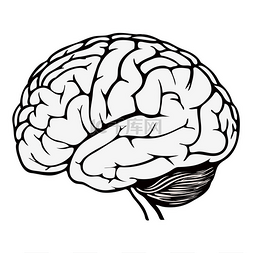 人脑神经图片_人脑