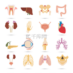 设置的十六个人体器官和解剖学上