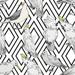 鹦鹉壁纸图片_矢量天空鸟鹦鹉在野生动物。黑白