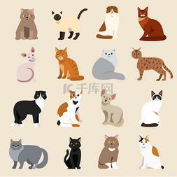猫咪品种图片_猫的品种可爱宠物动物设置