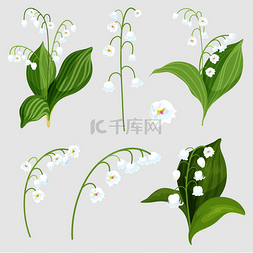 lily图片_Isolated set lily of the valley bouquet eleme