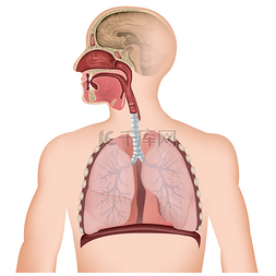 呼吸道医学媒介例证在白色背景