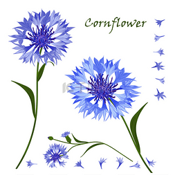 Hand-drawn bouquet of beautiful blue cornflow