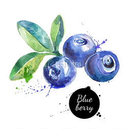 浆果矢量图片_手绘水彩绘画蓝莓