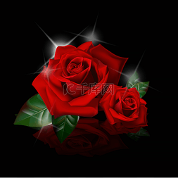 红玫瑰黑色背景图片_美丽的红玫瑰
