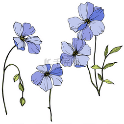 向量蓝色亚麻。春天的野花在白色