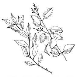 矢量桉树叶子。 黑白版画水墨艺
