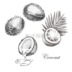 墨水PNG矢量图图片_矢量椰子棕榈叶手绘制的草图。复