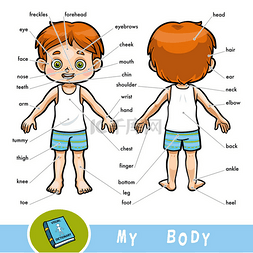 儿童关于人体的视觉词典。我的身
