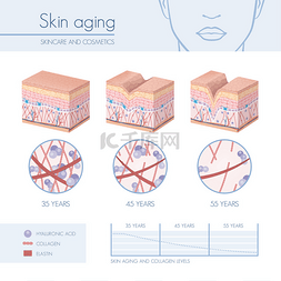 皮肤老化阶段图