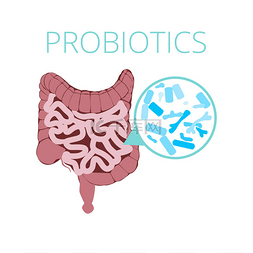 肠道菌群向量概念与益生菌图标。