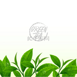 优质绿茶促进健康病媒示范.