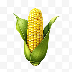 玉米真实农作物免扣元素装饰素材