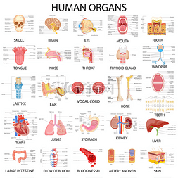 不同的人体器官的图表