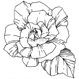 水墨白色玫瑰图片_向量玫瑰。花植物学花。雕刻的水