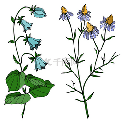 白色花卉插画图片_病媒野花植物科植物花。 黑白版