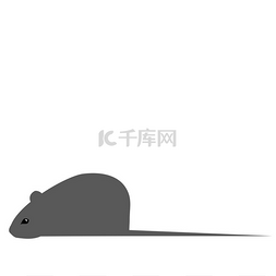 动物大鼠图片_Mouseisolated