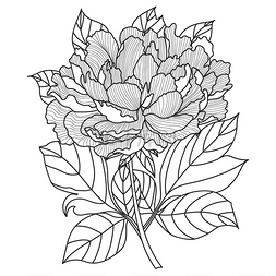 成年人的矢量 Peony.Coloring 书页。