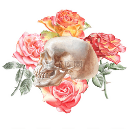 头骨与玫瑰图
