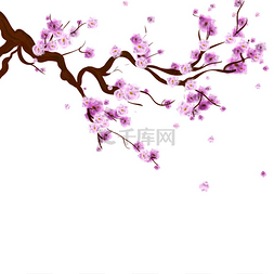 樱花背景图图片_盛开的樱花树支水彩樱花背景。医