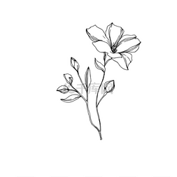 矢量亚麻花卉植物花。黑白雕刻水
