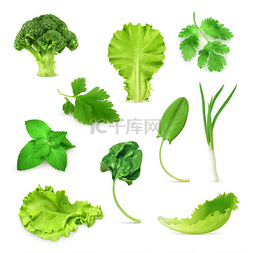草药矢量图片_绿色的蔬菜和草药集、 有机素食