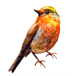 艺术纸张图片_您设计的可爱的小鸟。水彩