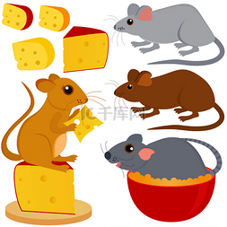 大鼠小鼠和孤立在白色的奶酪