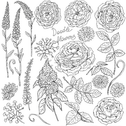 手绘白色花朵装饰图片_花和叶子的素描集
