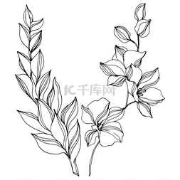 黑白水墨背景图片_热带植物植物花的病媒。 黑白版