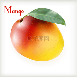 芒果背景图素材图片_成熟的芒果在白色