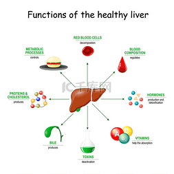 健康肝脏的功能。从解毒、解毒、