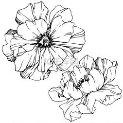 矢量牡丹花植物花。黑白雕刻水墨
