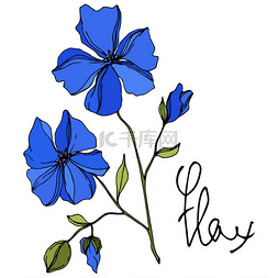 花卉植物绿色图片_矢量亚麻花卉植物花。蓝色和绿色