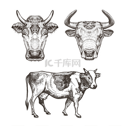 奶牛的一组图像。牛和公牛素描图