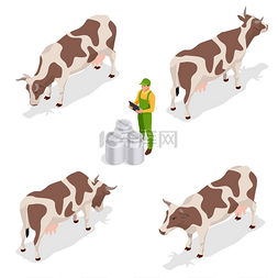 等轴测奶牛集。奶牛收集。在白色