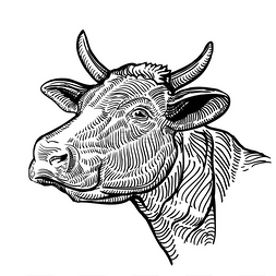 牛头，在一种图形样式。复古矢量
