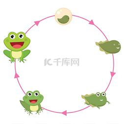 生命周期的青蛙矢量图