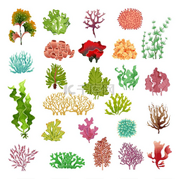 珊瑚和海藻。水下植物区系, 海水