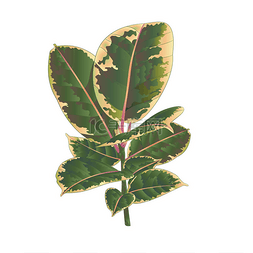 榕橡皮红宝石枝和五颜六色的叶子