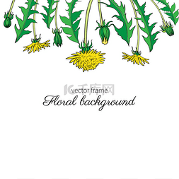 茶的框架图片_蒲公英的花，芽，叶手绘制的矢量