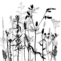 草药花背景图片_花和草的向量轮廓