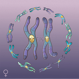 矢量染色体图片_染色体-女性基因型的插图