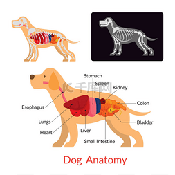狗解剖