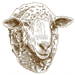 绵羊背景图片_羊头雕刻图
