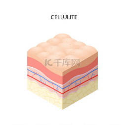 皮肤用纤维素横截面人体皮肤层结