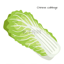 食品中国图片_在白色背景上孤立的中国白菜。健