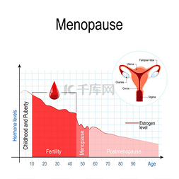 更年期图。雌激素水平和老化。更